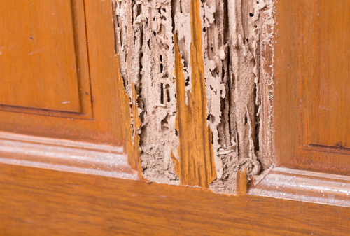 Image is of an exterior door with termite damage, concept of key signs its time to replace your exterior door