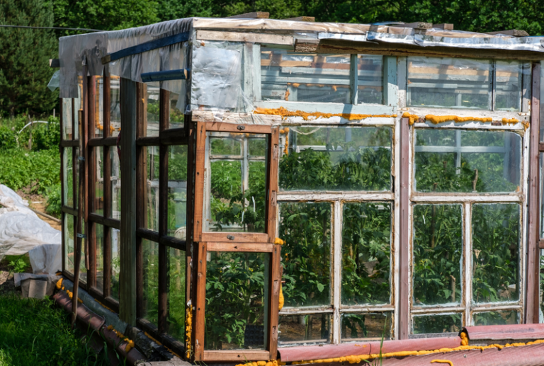 Image is of a greenhouse made out of old windows after window replacement.
