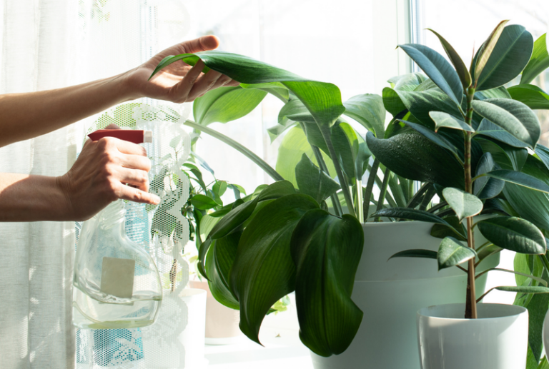 Image is of someone misting an indoor plant that is sitting on a window sill.