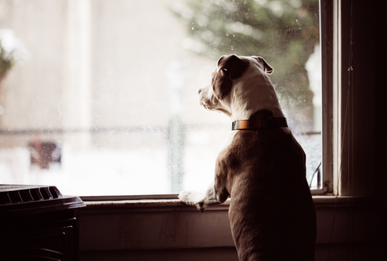 Image is of a dog looking out of a window, concept of dog friendly window blinds